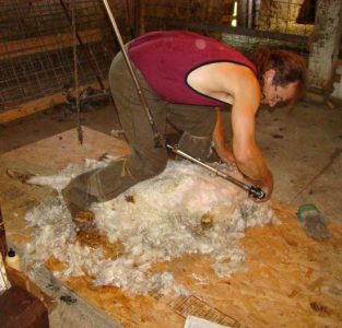 Shearing Goats and Sheep: Dirty, Rewarding Work Image